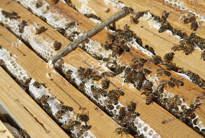 apicolturadelsampi-slide5